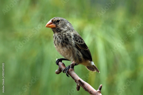 Fototapeta Mangrove finch