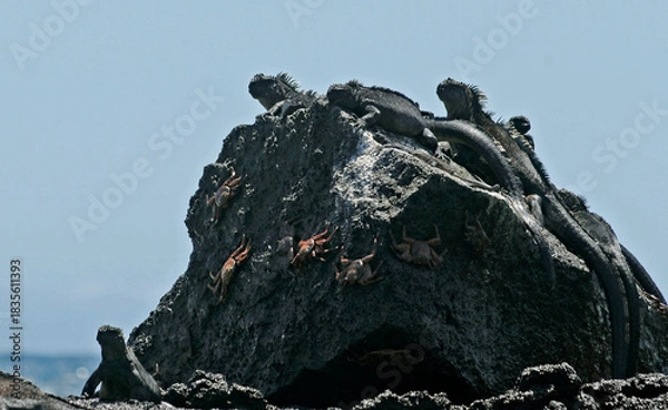 Obraz Marine iguanas