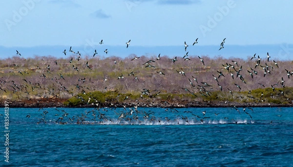 Fototapeta blue-footed boobies foraging