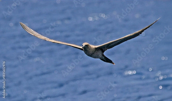 Fototapeta Red-footed Booby