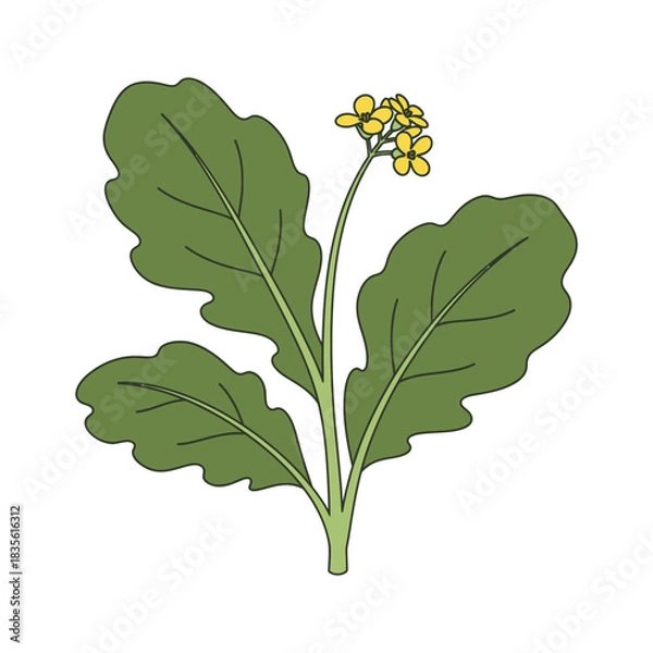 Obraz mustard greens vector illustration