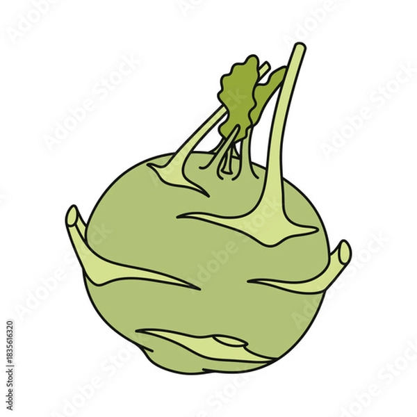 Obraz kohlrabi vegetable vector illustration