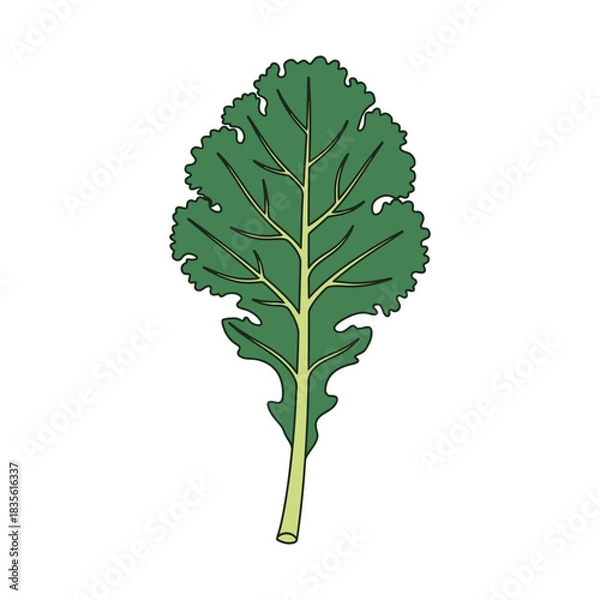 Obraz kale leaf vector illustration