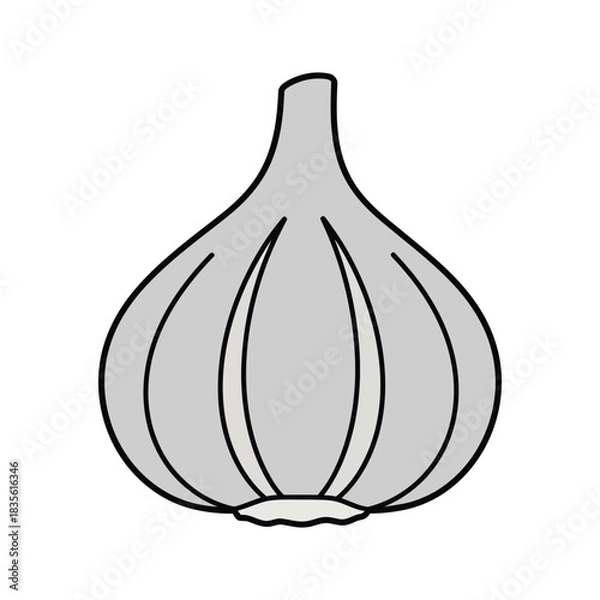 Obraz garlic clove vector illustration