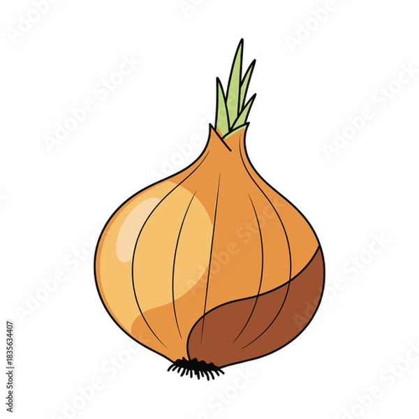 Obraz onion bulb vegetable vector illustration