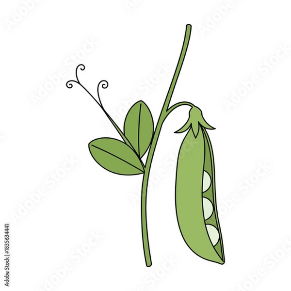 Obraz snow pea vegetable vector illustration