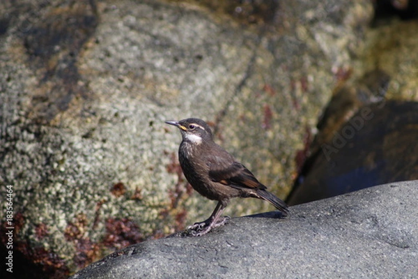 Obraz churrete primer plano 