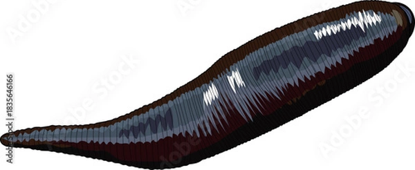 Fototapeta Leech isolated on white background