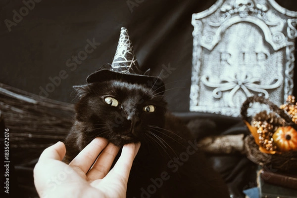 Obraz Black cat with witch hat