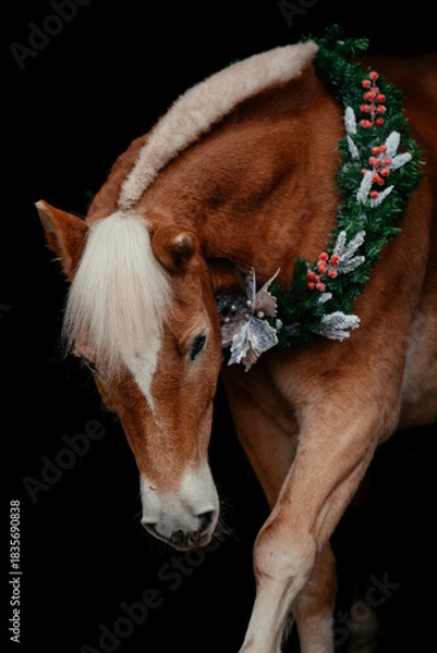 Obraz Weihnachts Haflinger