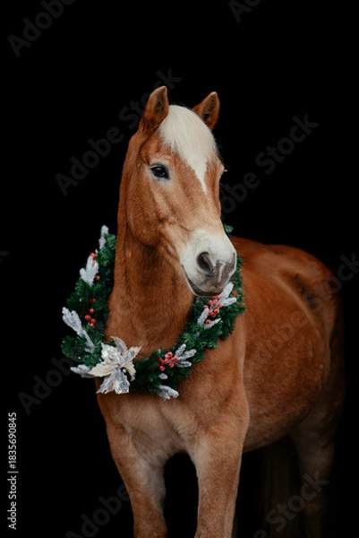 Obraz Weihnachts Haflinger