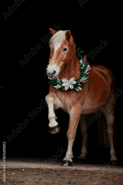 Obraz Weihnachts Haflinger