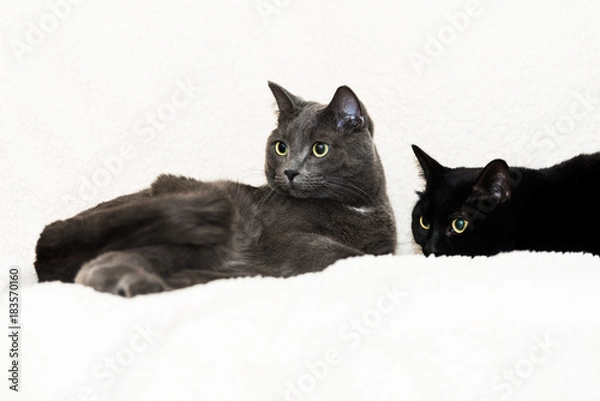 Fototapeta Grey and Black Cat on White Blanket Looking Right