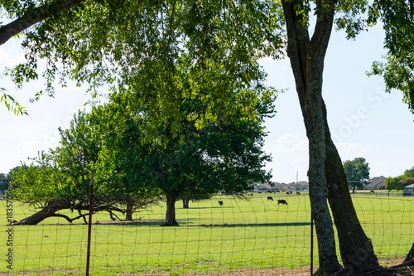 Fototapeta Green fenced in pasture with several cows in the distance.