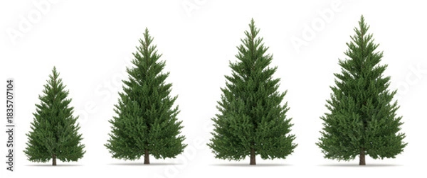 Fototapeta Picea pungens colorado blue green spruce evergreen pinaceae needled tree isolated png on a transparent background premium cutout  
