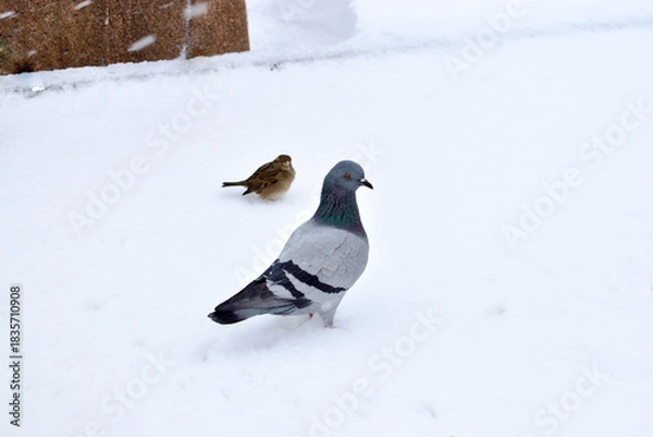 Fototapeta Pigeon and sparrow standing on snow covered ground in winter