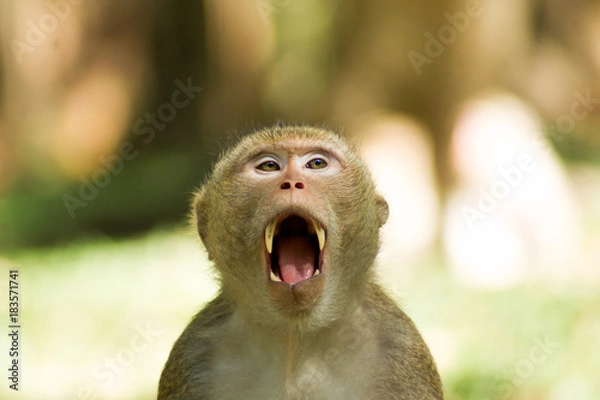 Obraz Monkey open mouth.