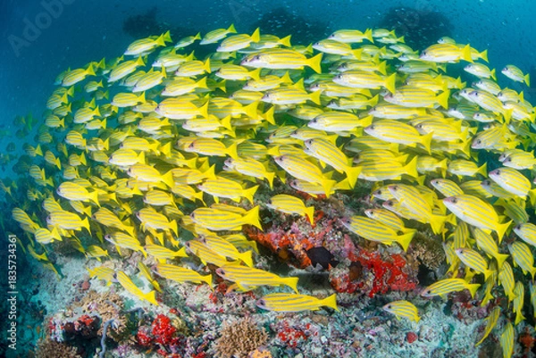 Fototapeta Bluestripe snapper 