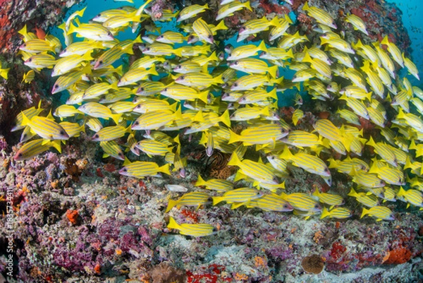 Fototapeta Bluestripe snapper 
