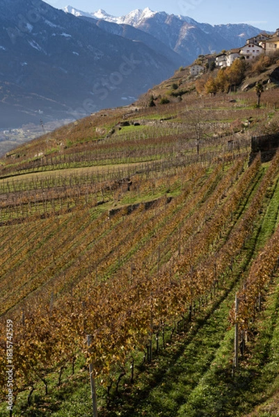 Obraz VALTELLINA
