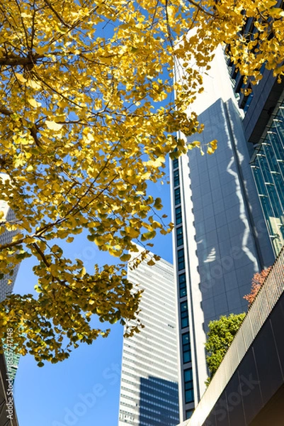 Obraz 都心散歩　黄葉始まる街路樹の銀杏並木