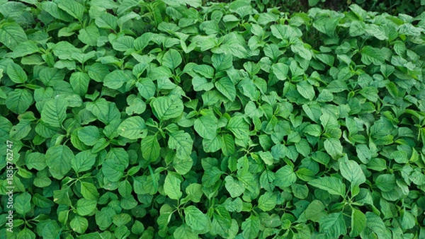 Obraz Young Spinach Sprouts in Vegetable Farm