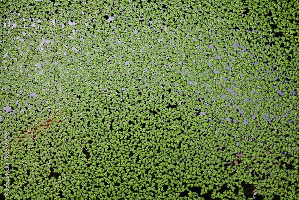 Obraz 増えるアオウキクサ