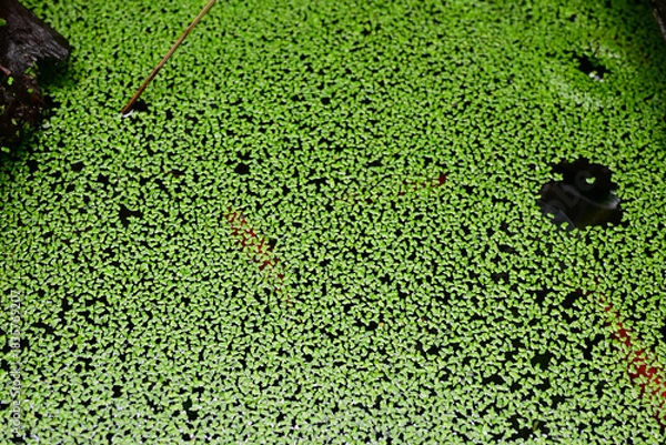 Obraz 金魚のいる池で増えるアオウキクサ