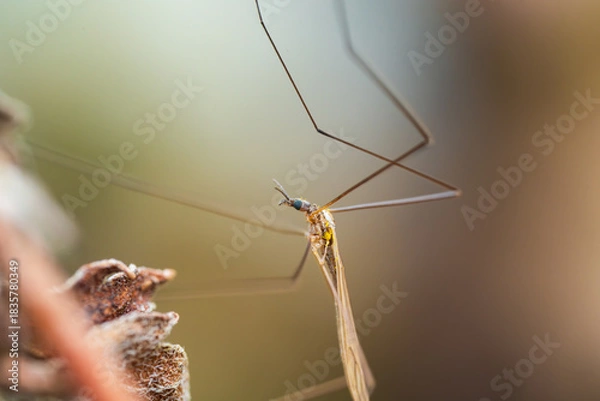 Obraz 枯れ木にとまるガガンボ