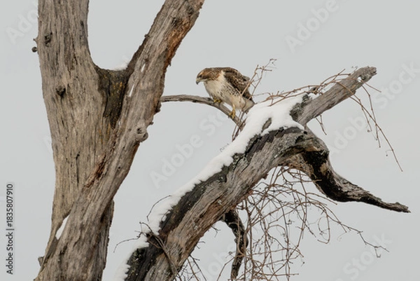 Fototapeta Red-tailed hawk perched in a dead tree with snow on the branches.