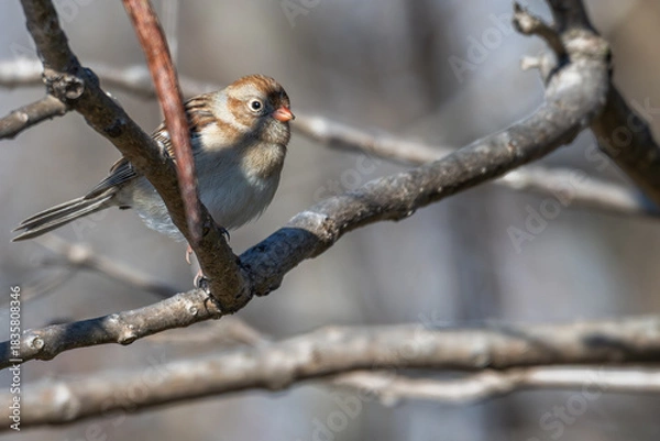 Fototapeta Field sparrow perched in a tree.