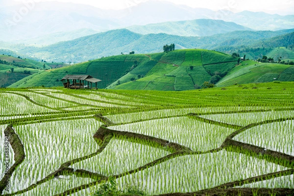 Obraz Rice Farming in Thailand