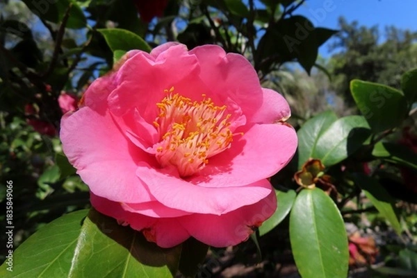 Obraz Beautiful pink camellia flower on blue sky background in Florida nature