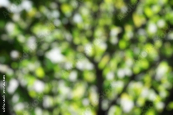 Fototapeta The blurry dense branches and leaves with white light curling between them. Blurred twigs and leaves in full frame as background.