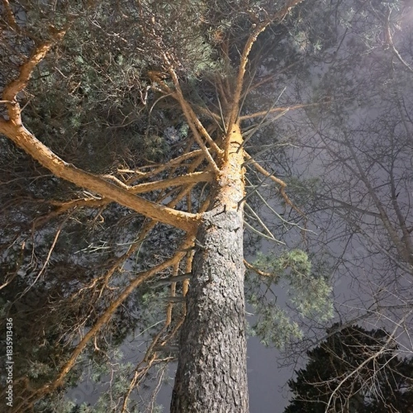 Fototapeta tree in the forest