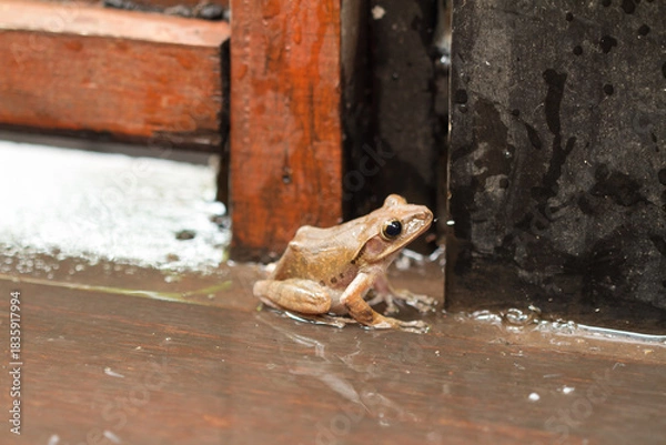 Obraz frog on the ground