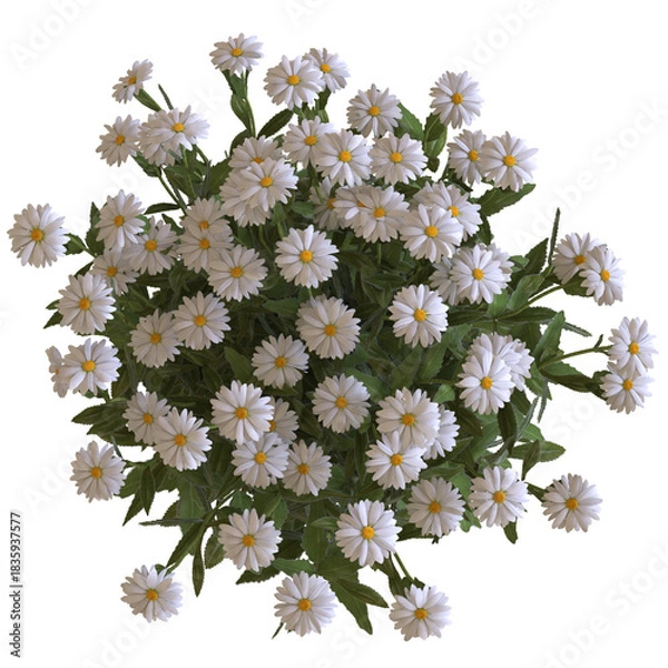 Obraz Camomile Flower 3D render isolated illustration