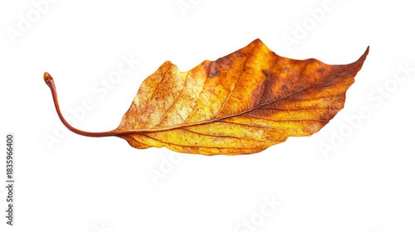 Fototapeta Close up of a single autumn leaf showing its veins and colors isolated on  on transparent background