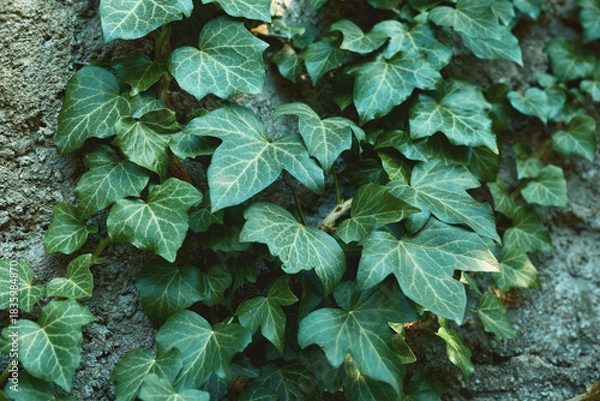 Obraz Ivy, leaves, wall, greenery, plant, vine, texture, nature, climber, foliage fill the frame as dense ivy covers a rough wall, creating a calm, natural and organic outdoor scene