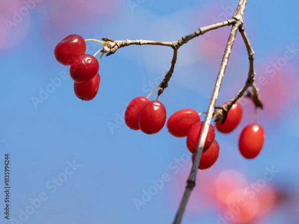 Obraz 晩秋の赤いサンシュユの実
