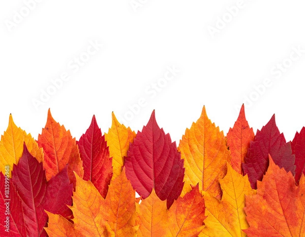 Fototapeta A vibrant border of colorful leaves in shades of red, orange, and yellow, with a black background
