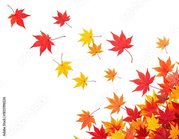 Fototapeta A cluster of colorful maple leaves falling against a black background