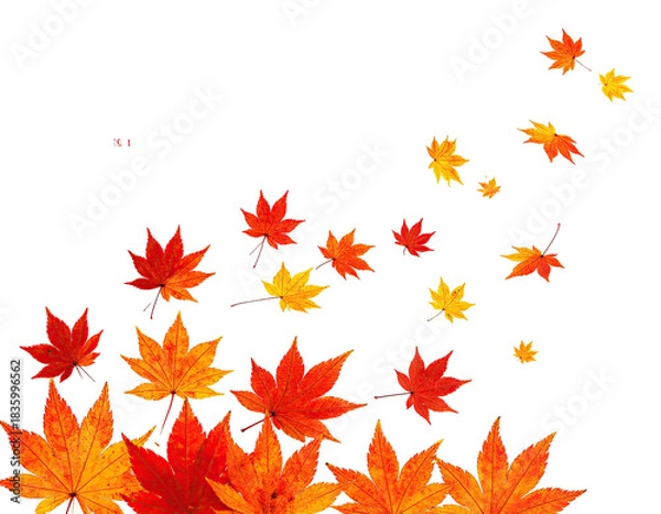 Fototapeta Colorful maple leaves in shades of orange and red falling against a dark, contrasting backdrop