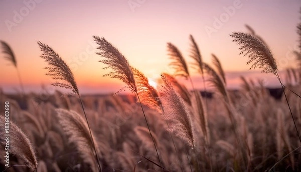 Obraz Golden hour reeds field at tranquil sunset