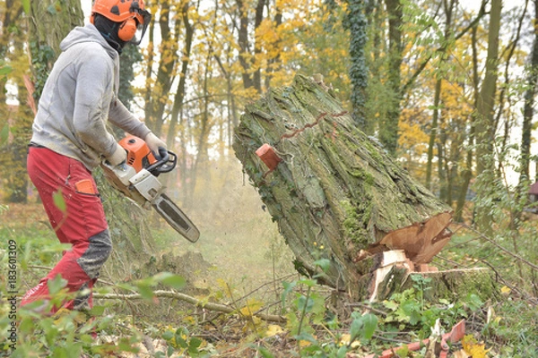 Fototapeta cutting tree