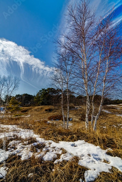 Obraz 557-74 Birch Clouds