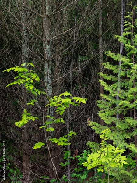 Obraz 695-94 Forest Textures