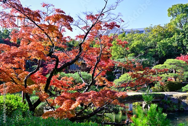 Obraz 都会の楽園　神戸の相楽園の紅葉