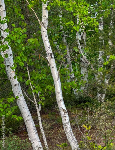 Obraz 695-98 Birch Clumps