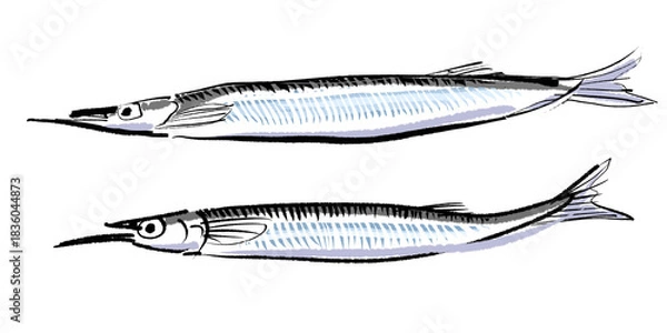 Fototapeta サヨリ